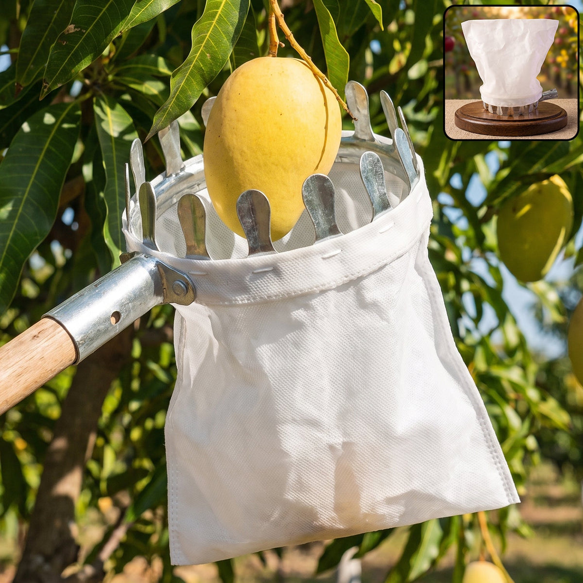 A yellow mango is being picked from a tree by a metal fruit picker with a white collection bag attached, with a – view 3