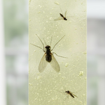 Three small, dark insects with transparent wings are stuck to a light green, textured surface.