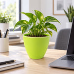 A green plastic pot with a vibrant plant on a wooden desk, alongside a laptop, notebook, and pen holder.