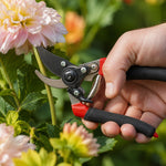 A hand holding red and black garden pruners, trimming a light pink dahlia flower stem.