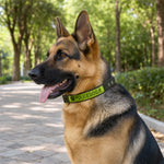 Heavy duty nylon dog collar in a plain background studio shot.