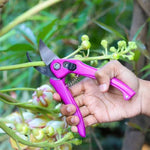 A hand holds pink pruning shears to cut a green stem from a plant with light green buds.
